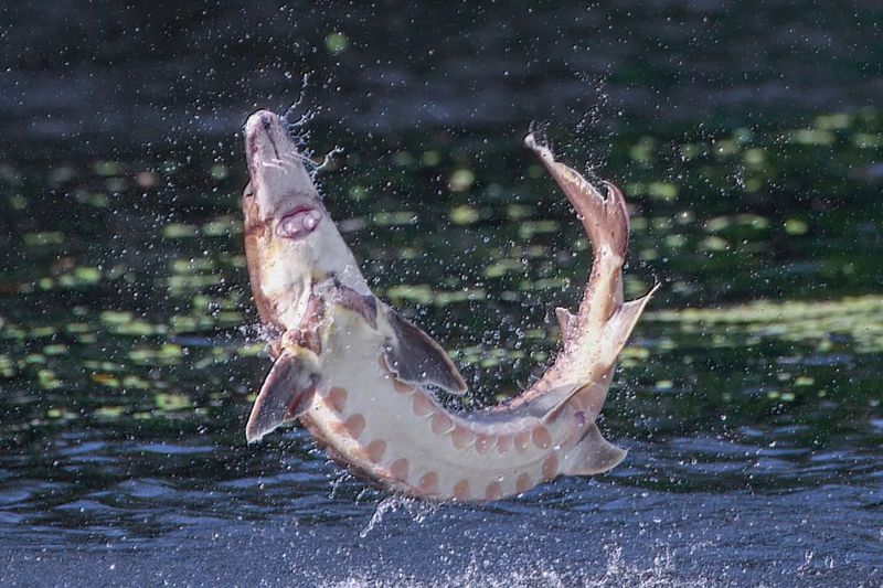 A Boost For Other Species