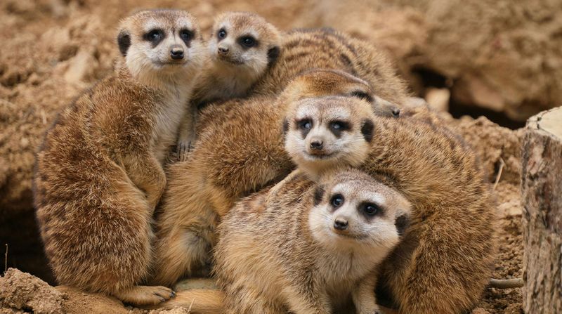 They Show Social Grooming Behaviour