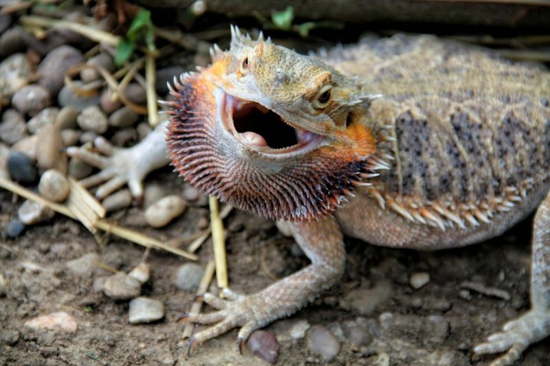 Teeth That Don't Regrow