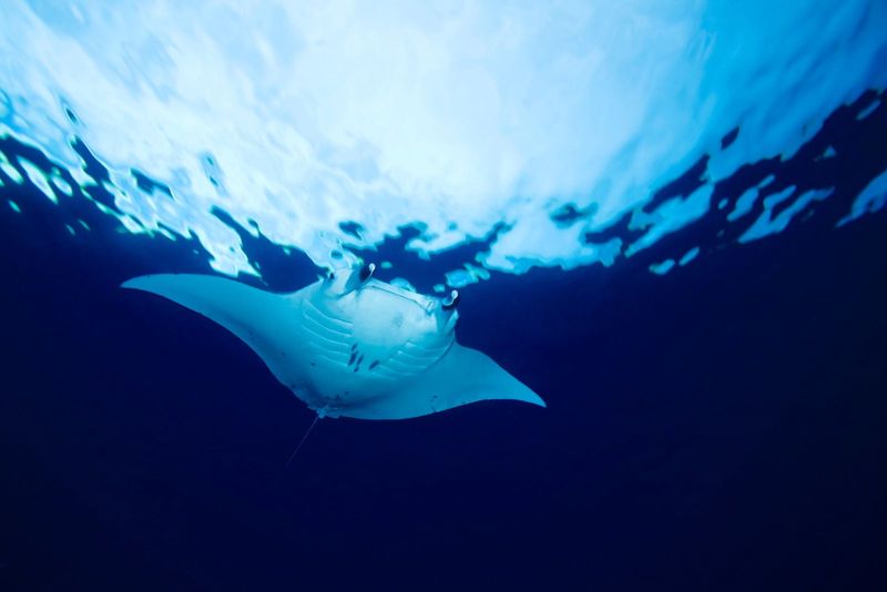 Manta Rays Travel Thousands Of Miles In Ocean Currents