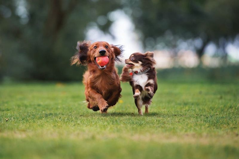 They Want To Play With You
