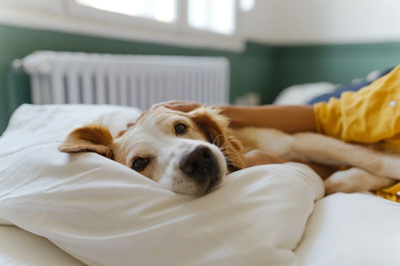 They Sleep With You Or Near You