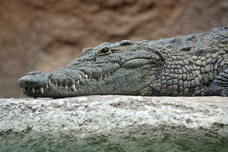 How Crocodiles' Cold-Blooded Nature Kept Them Alive Through Earth's Worst Days