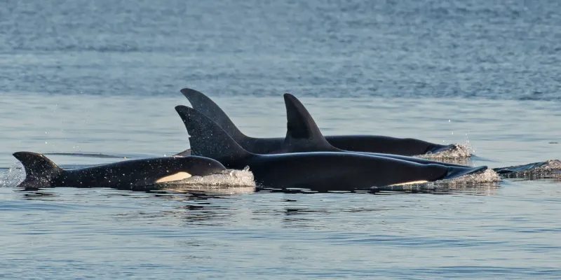 Some Orcas Have Names