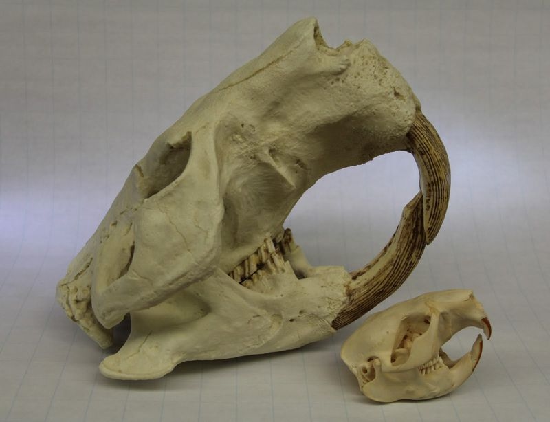 Fossilized Bones Reveal Their Impressive Size And Powerful Jaws