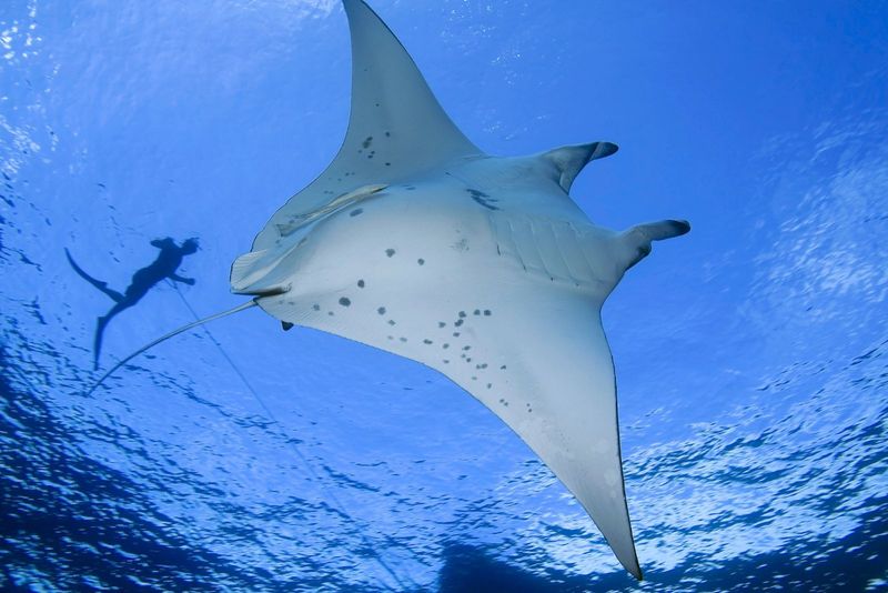 Giant Mantas Can Be Twice The Size Of A Great White Shark In Width