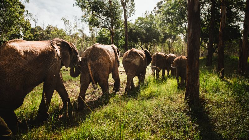 As They Travel, They Spread Seeds And Clear Paths For Other Animals