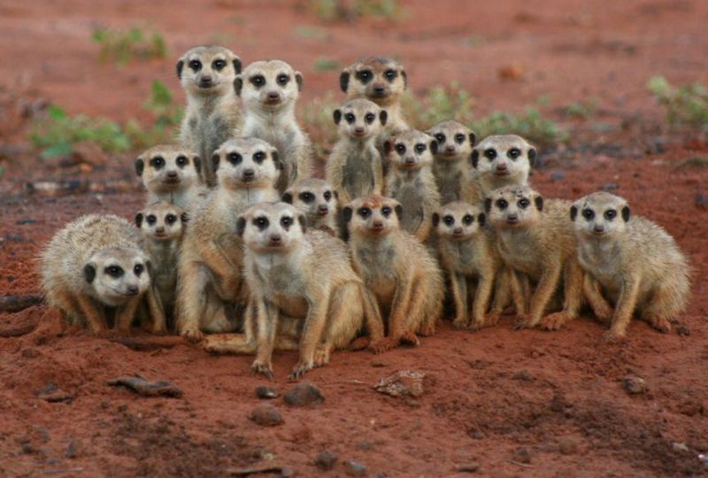 They Cooperate To Defend Territory