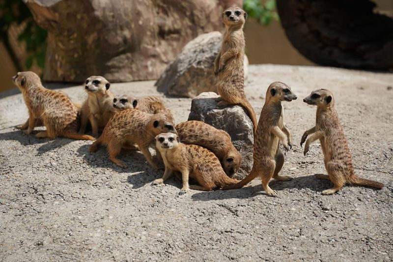 They Coordinate Group Foraging
