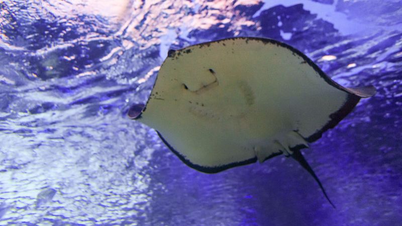 Manta Rays Can Recognise Themselves In Mirrors – A Rare Skill