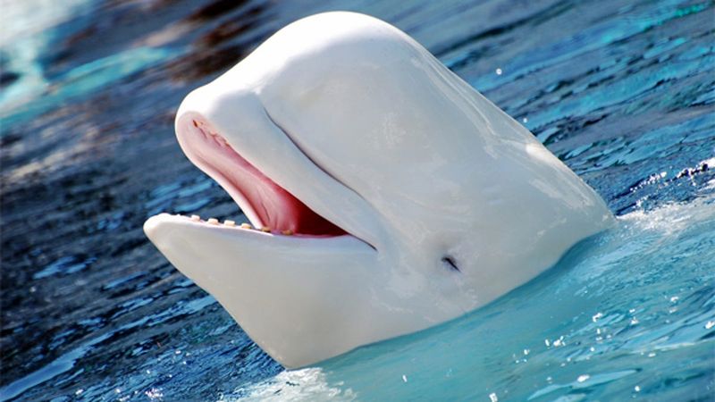Some Whales Can Even Learn New Sounds From Each Other