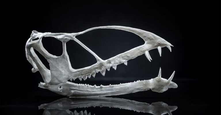 This ‘Ash-Winged Dawn Goddess’ Is North America’s Newest Pterosaur