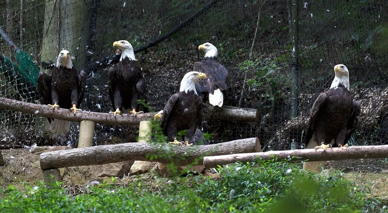 Home To The Largest Collection Of Non-Releasable Bald Eagles