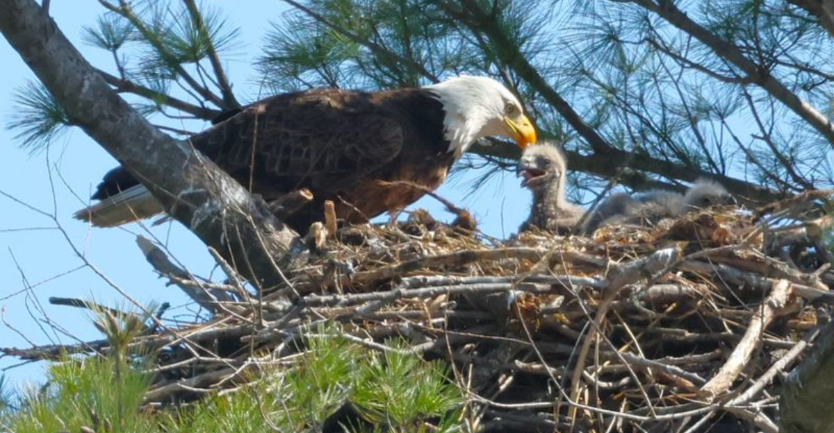 This Beloved Theme Park Is Also Leading The Way In Raptor Conservation