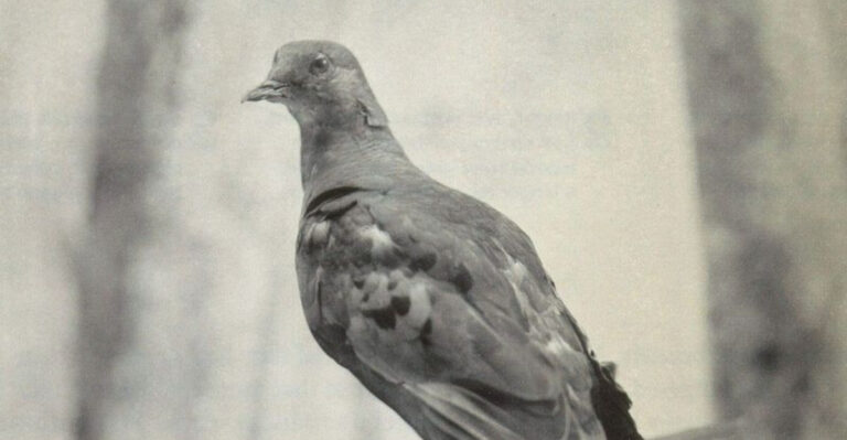 This Bird’s Shocking Extinction Could Be A Warning For The Rest Of Us