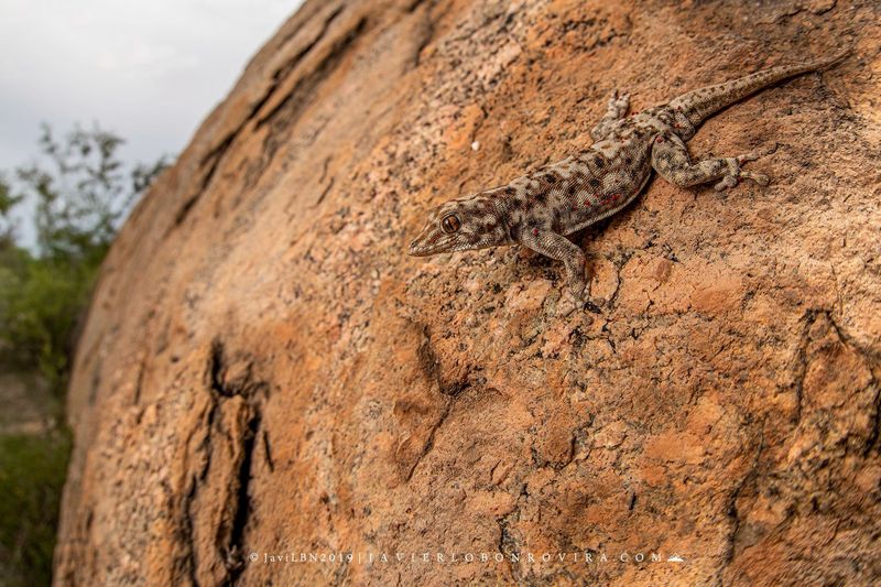 The Geckos Might Need Protection In The Future