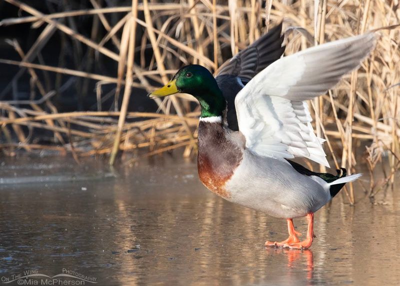 Mallard Ducks