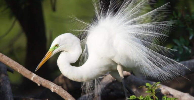 This Hidden U.S. Forest Is A Sanctuary For Endangered Birds