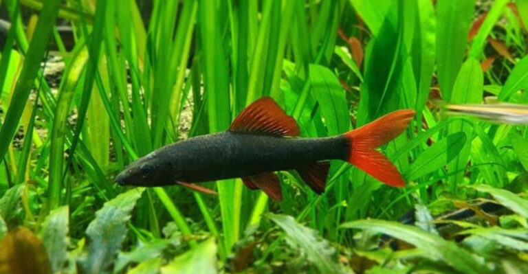This Is Why The Rainbow Shark Is Closer To A Minnow Than A Great White