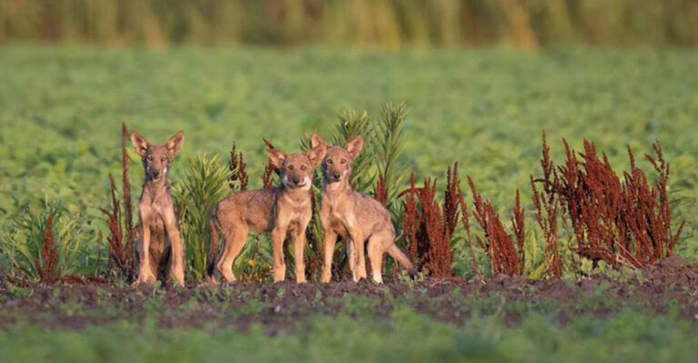This National Wildlife Refuge Hosts The Largest Population Of Wild Wolves Outside Alaska