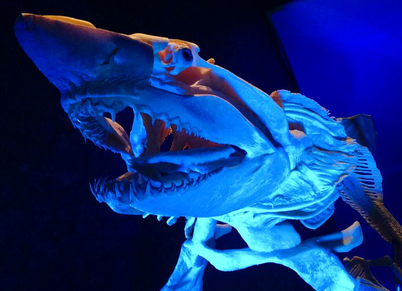 The More We Zoom In, The More Impressive Sharks Become