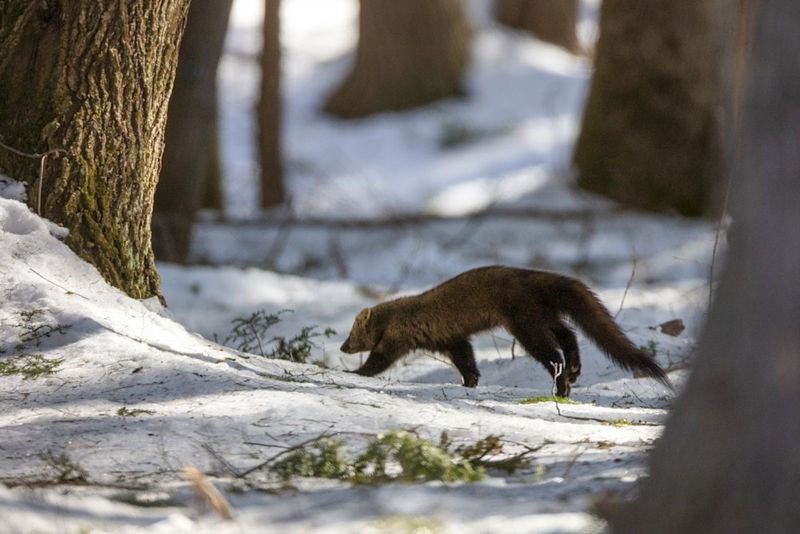 Fishers Known For Hunting Porcupines And Small Mammals