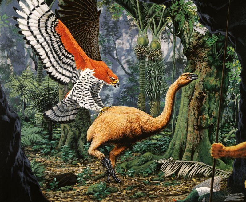 Once The Size Of A Horse Now The Moa May Walk Again