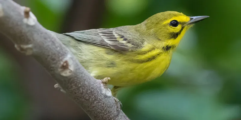 Bird Lovers And Scientists Can Now Explore The Data