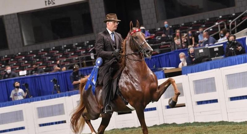 Saddlebred