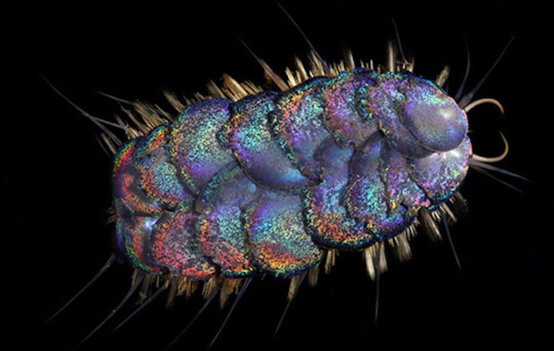 Luminescent Bamboo Worm