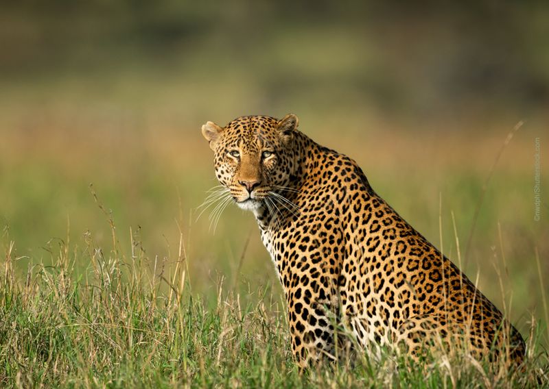 Conservation Efforts By CCA