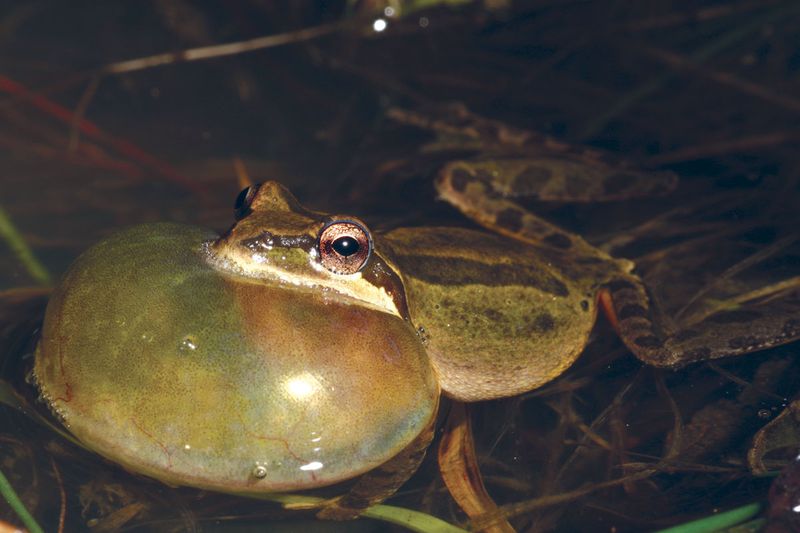 It Helps Their Calls Travel Farther In Wet Habitats