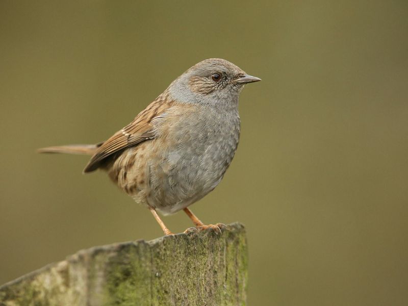 Dunnock's Secret Social Life