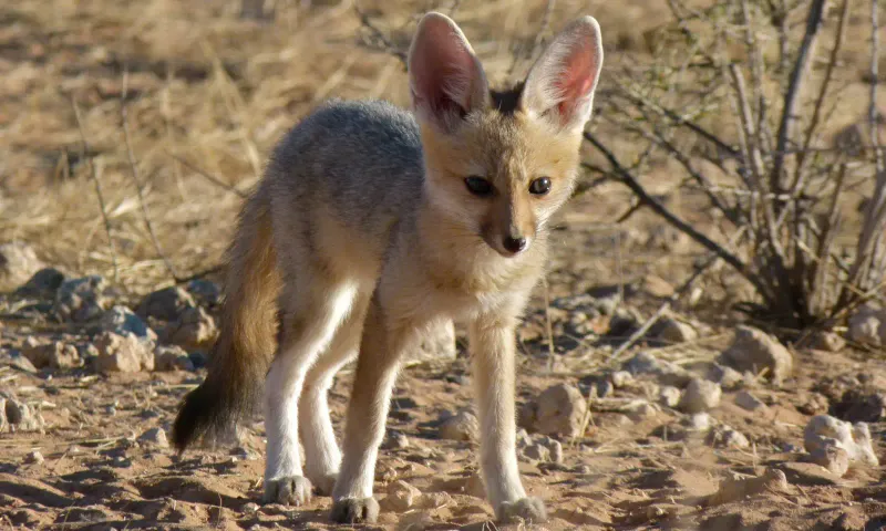 Cape Fox (Vulpes chama)