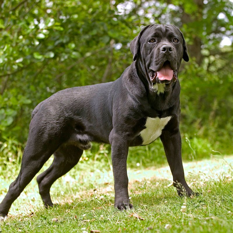 Cane Corso: The Ancient Roman Enforcer