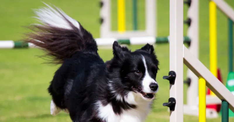 Border Collie