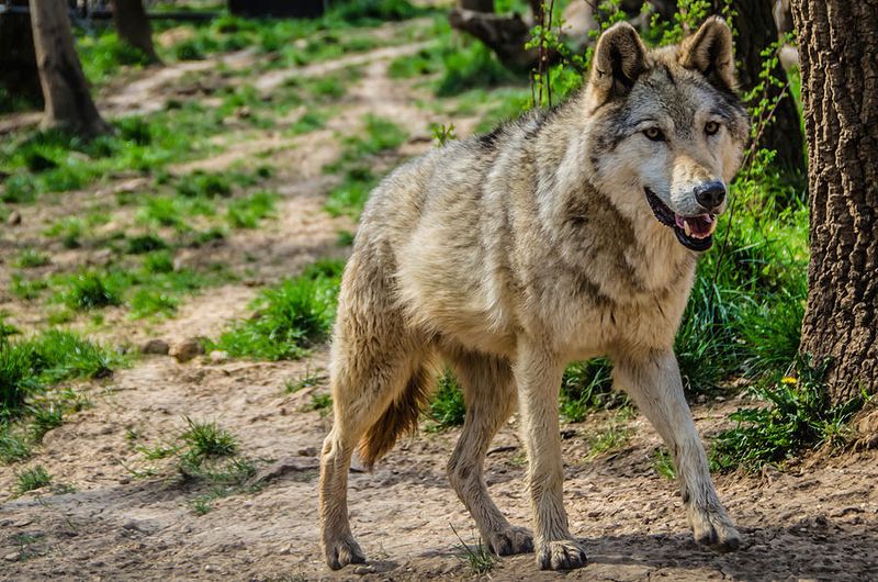 Eurasian Wolf – The Steppe Wanderer