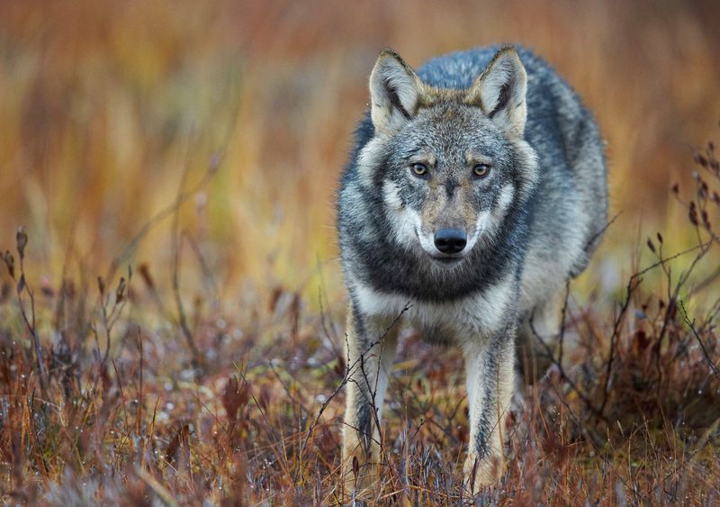 Manchurian Wolf