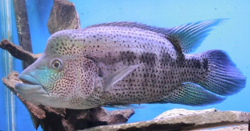 Wolf Cichlid – The Apex Predator