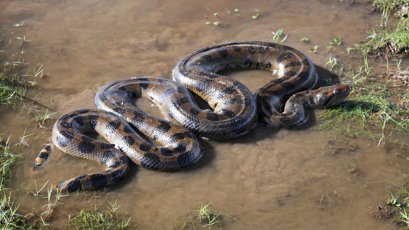 Dark-Spotted Anaconda (Eunectes deschauenseei)