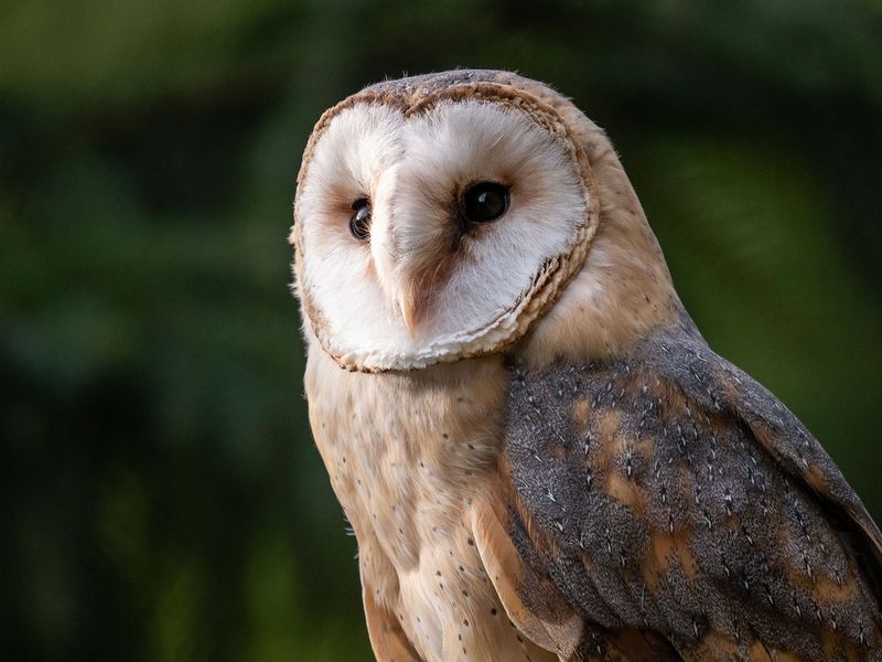 Owls