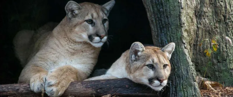 Cougars