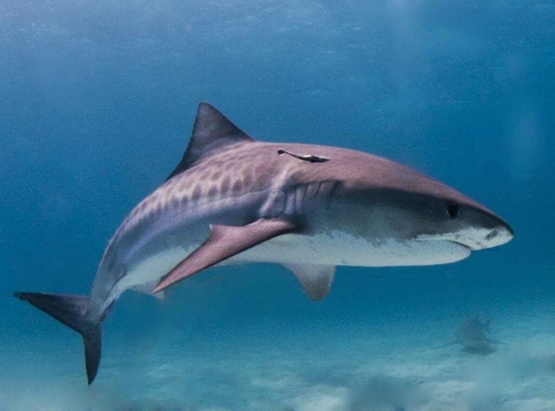 The Garbage Disposal: Tiger Shark