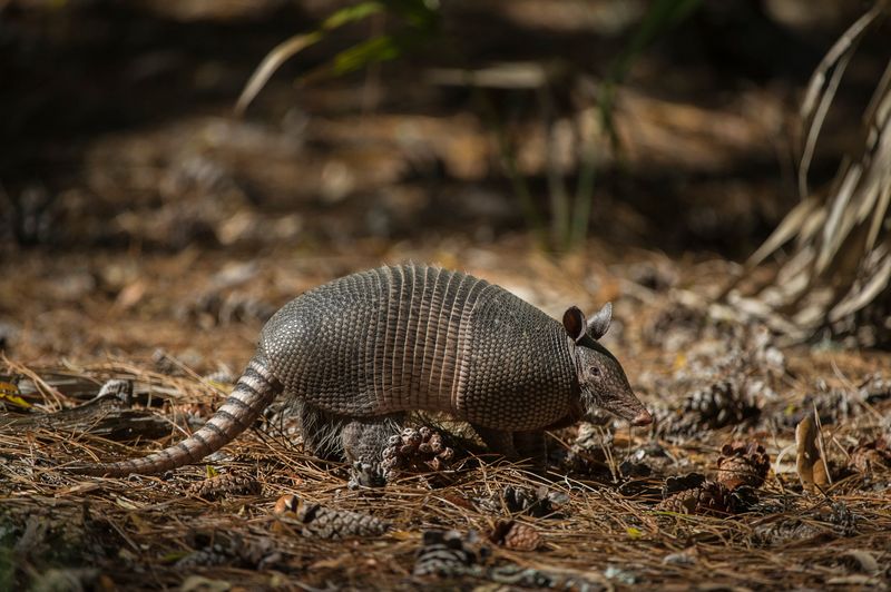 What Armadillos Signal About A Changing Ecosystem
