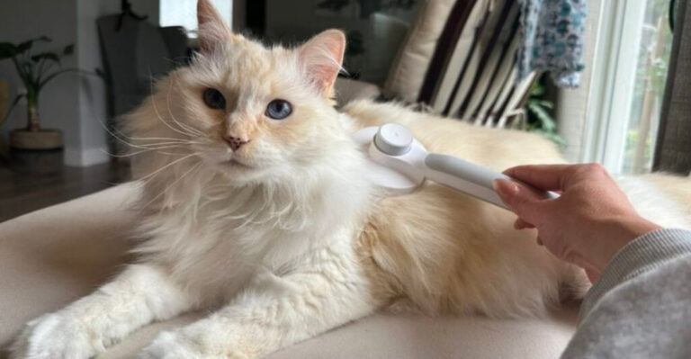 Tips For Taking Care Of A Large-Breed Cat