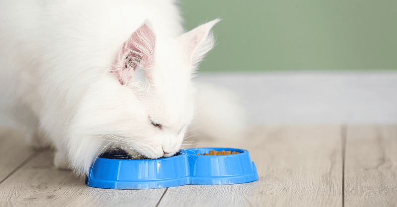 Feed A High-Protein Diet