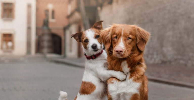 Tips To Help Your Dog Make New Friends