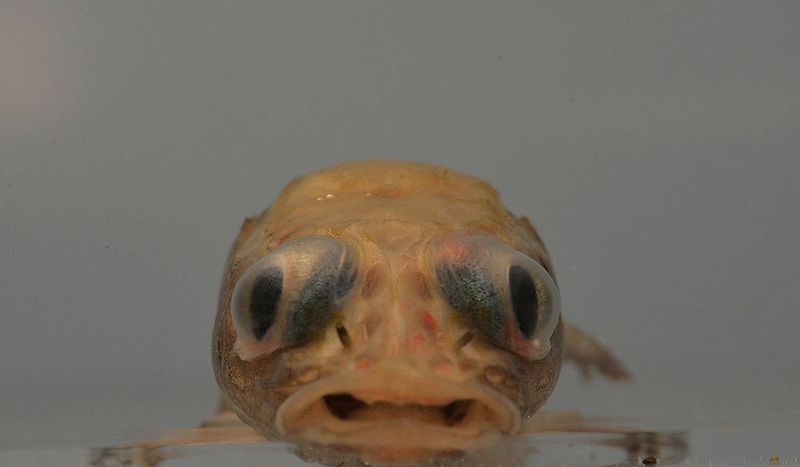Akarotaxis Gouldae – Antarctic Dragonfish
