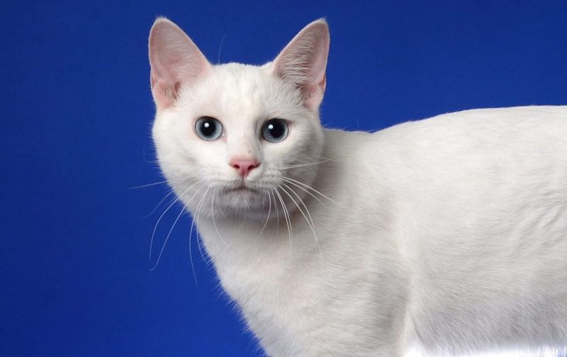 Japanese Bobtail