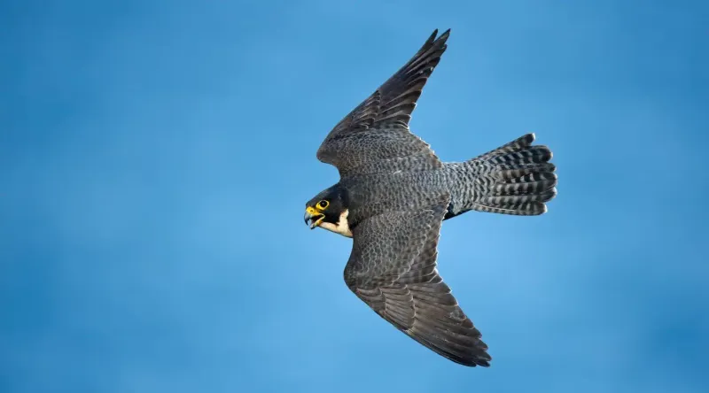 Flight Demands Fast Thinking And Sharp Memory